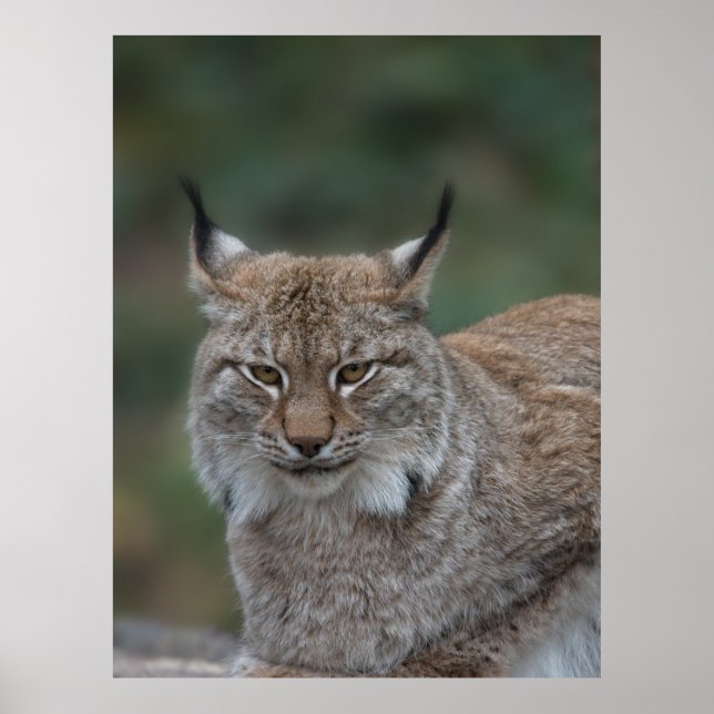Affiche Lynx Vous Regarde (Devant)