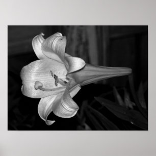 Affiche Lys blancs
