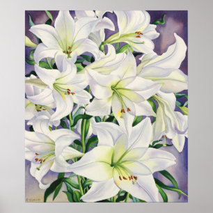Affiche Lys blancs 2008