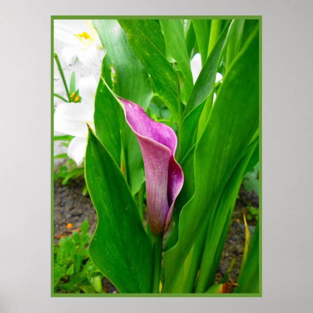 Affiche Lys d'appel Pourpre (Devant)