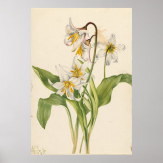 Affiche Lys d'Avalanche (Erythronium montanum)