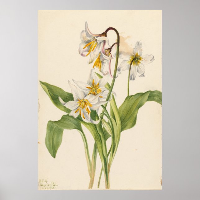 Affiche Lys d'Avalanche (Erythronium montanum) (Devant)