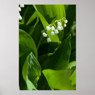 Affiche Lys de la fleur de vallée