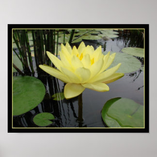 Affiche Lys d'eau jaune