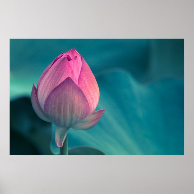 Affiche Lys d'eau Lotus (Devant)