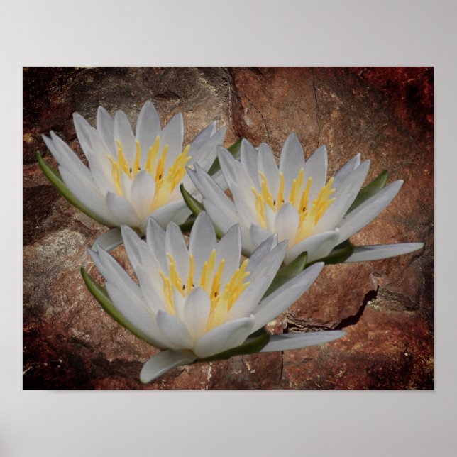 Affiche Lys d'eau Lotus Fleur sur pierre (Devant)