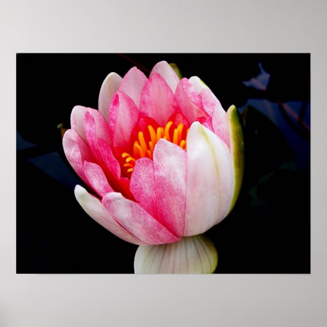 Affiche Lys d'eau rose (Devant)