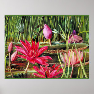 Affiche Lys d'eau rouge du sud de l'Inde