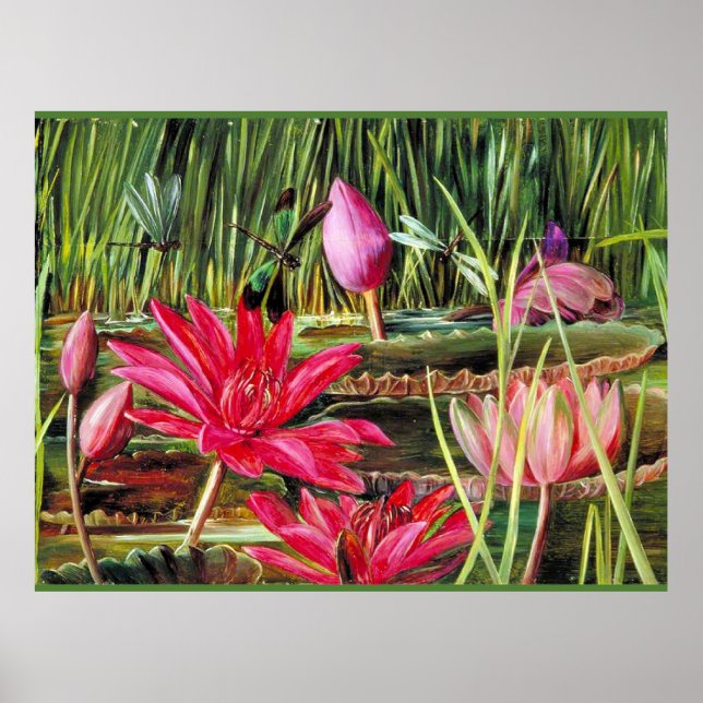 Affiche Lys d'eau rouge du sud de l'Inde (Devant)