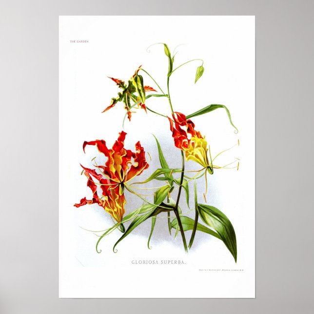 Affiche Lys flamme (Gloriosa superba) (Devant)