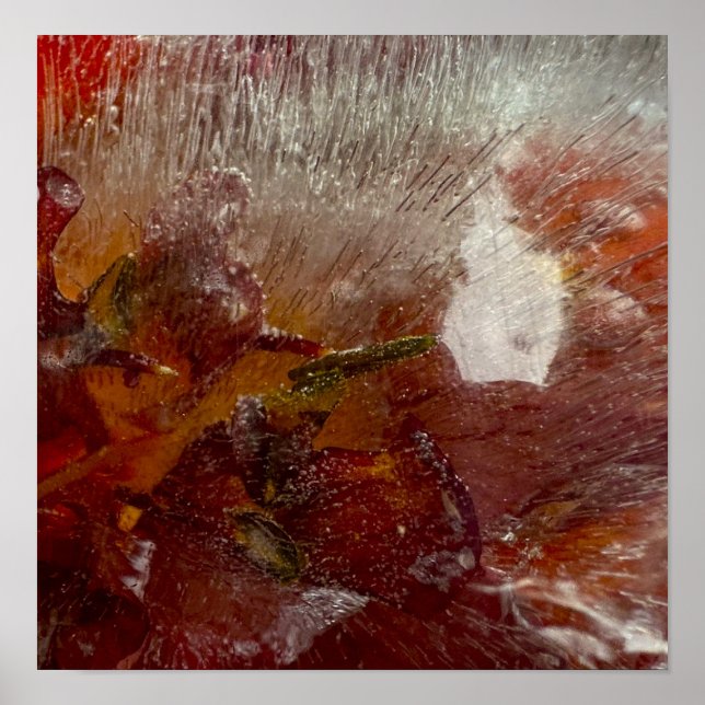 Affiche Lys glacés, (Devant)