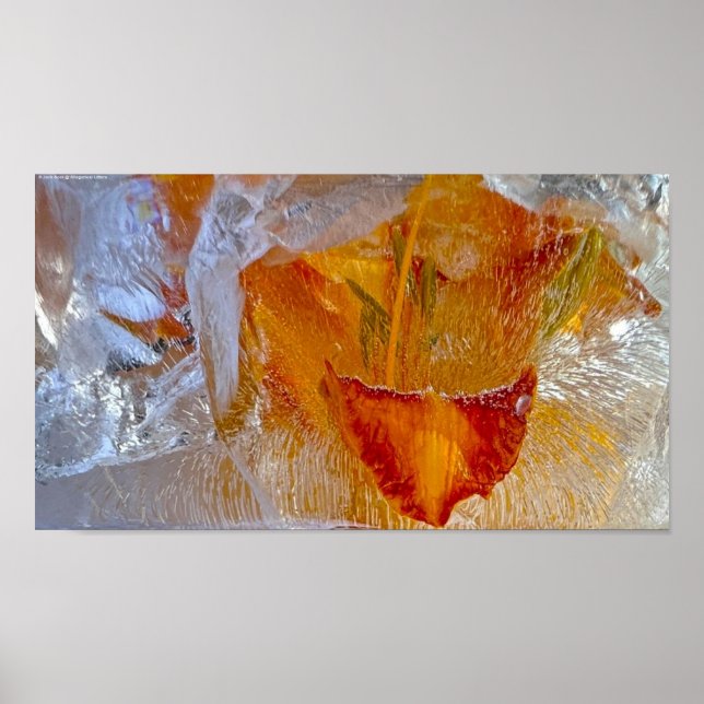 Affiche Lys glacés, (Devant)