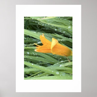 Affiche Lys jaune parmi l'herbe couverte de rosée