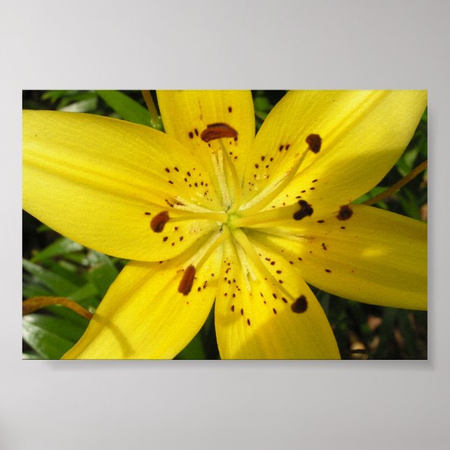 Affiche Lys jaunes (Devant)