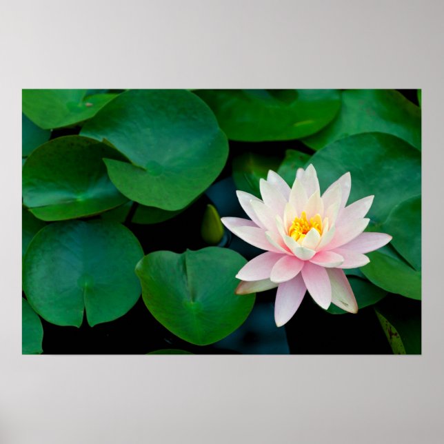 Affiche Lys Lotus Flower et Lily (Devant)