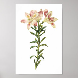 Affiche Lys péruviens (Alstromeria pelegrina) par Redouté