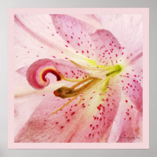 Affiche Lys rose oriental
