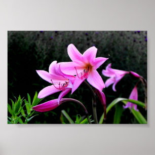 Affiche Lys roses