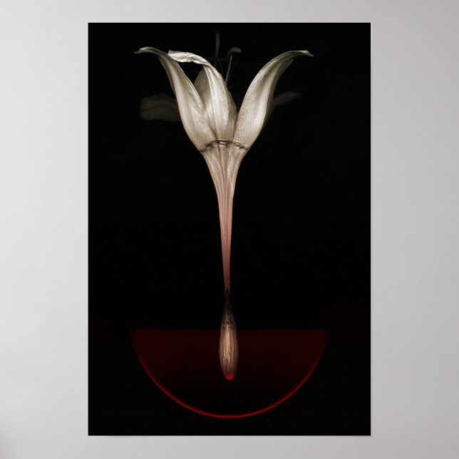 Affiche Lys saignant 2013 (Devant)