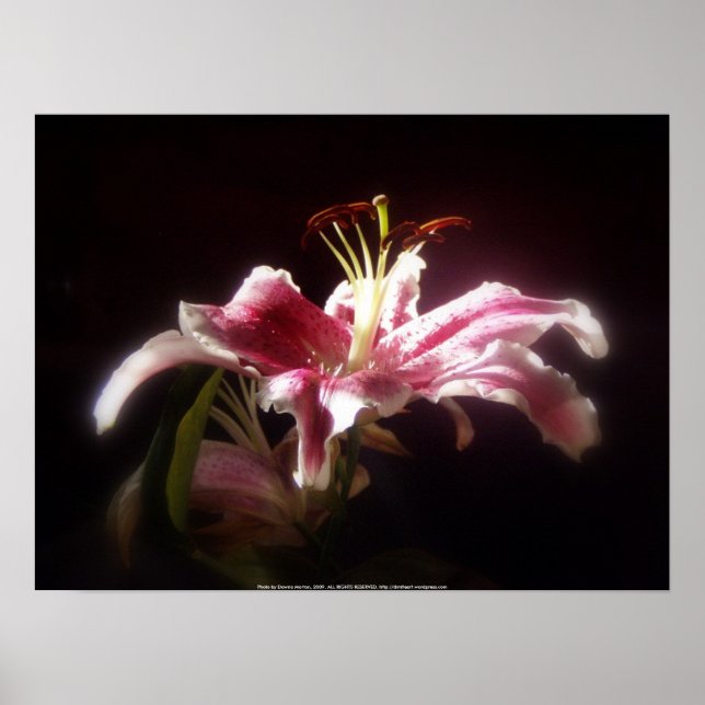 Affiche lys stargazers #15 (Devant)