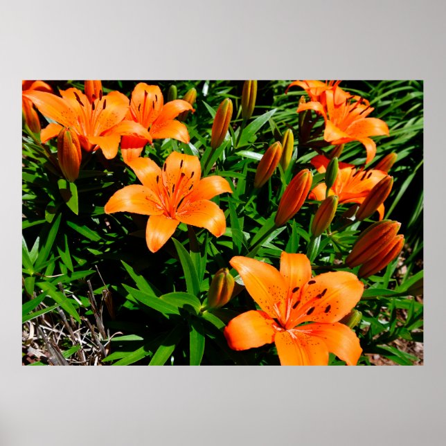 Affiche Lys Vibrant Orange Asian (Devant)
