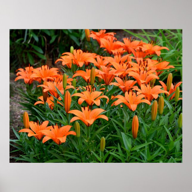 Affiche Lys Vibrant Orange Asian (Devant)