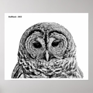 Affiche M. Barred Owl - 2025