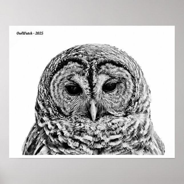 Affiche M. Barred Owl - 2025 (Devant)