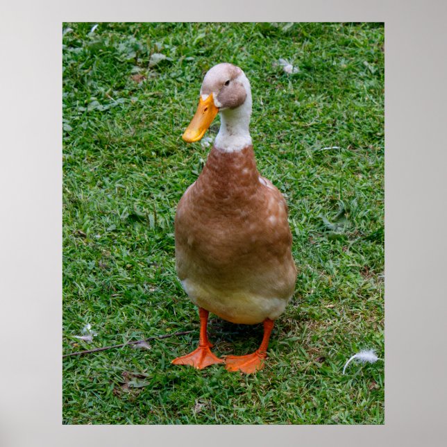 Affiche M. Canard (Devant)