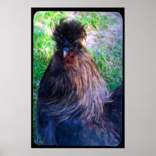 Affiche M. Fluffy le coq Silkie