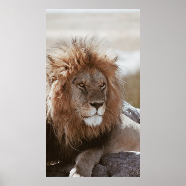 AFFICHE M. LION (Devant)
