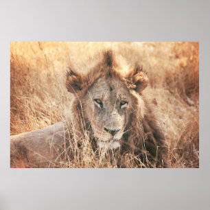 AFFICHE M. LION KING