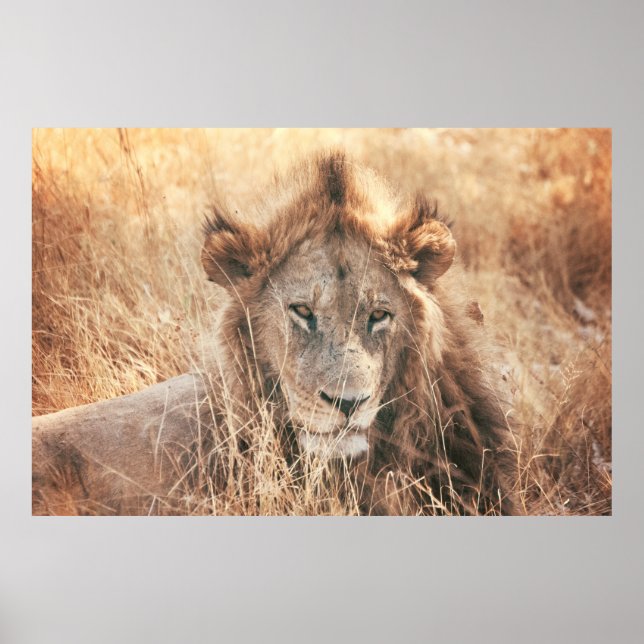 AFFICHE M. LION KING (Devant)