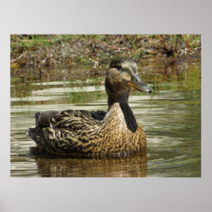 Affiche M. Quack