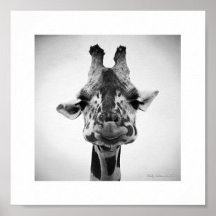 Affiche M. Serious Giraffe Photographie noir et blanc