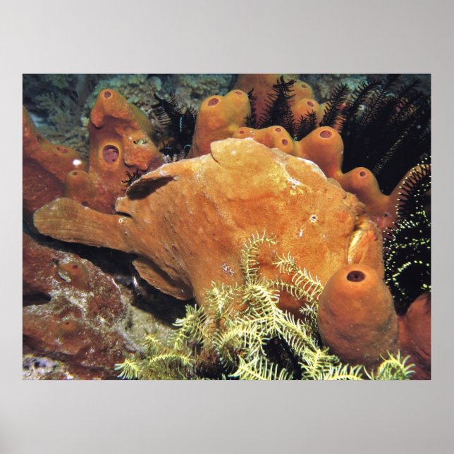 Affiche Ma Frogfish II (Devant)