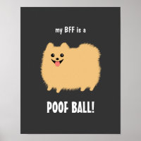 Ma meilleure amie est un Pomeranian boule de poils