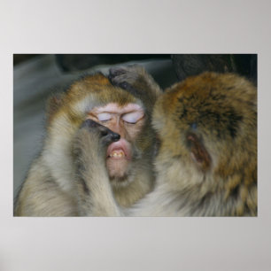 Affiche Macaca sylvanus