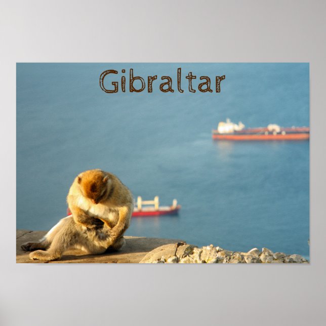 Affiche Macaque de Gibraltar (Devant)
