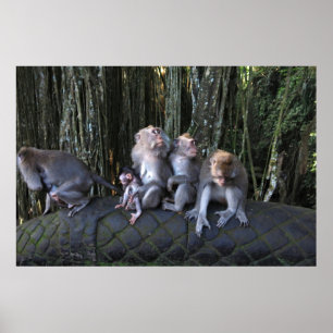 Affiche Macaque Family
