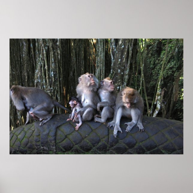 Affiche Macaque Family (Devant)