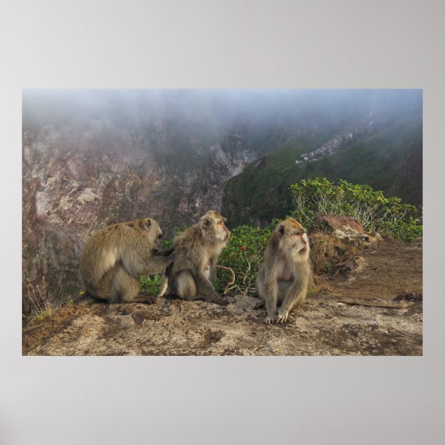 Affiche Macaques in the Mist (Devant)