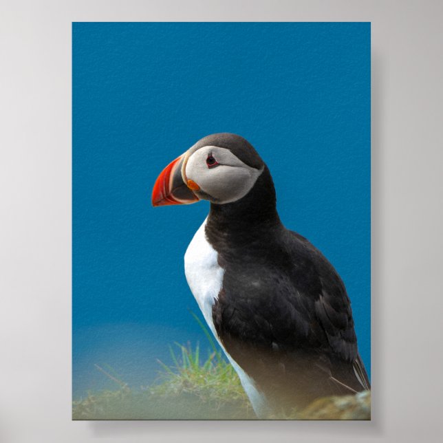 Affiche Macareux (Devant)