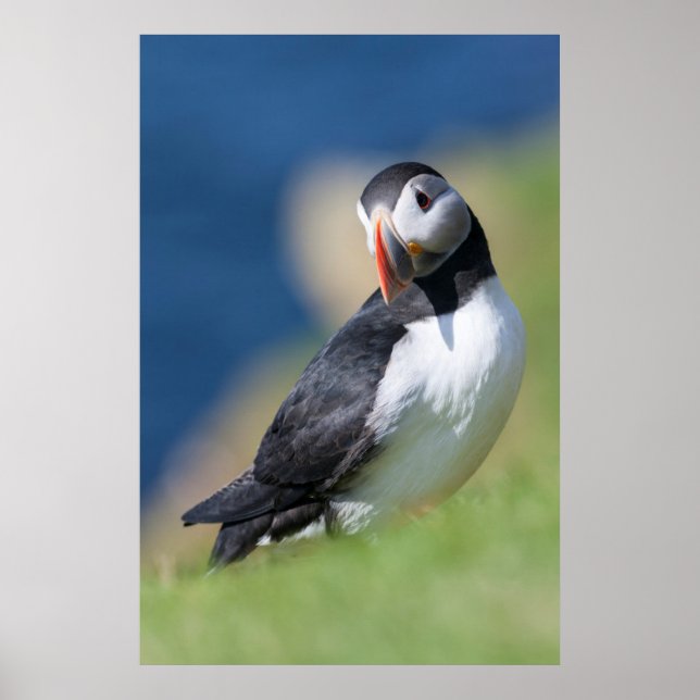 Affiche Macareux Atlantique (Fratercula Arctica) Sur Une F (Devant)