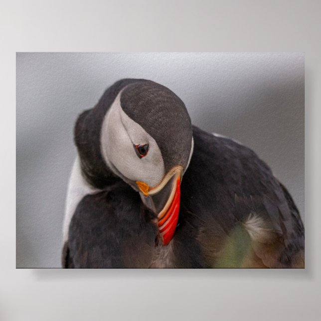 Affiche Macareux en Islande (Devant)