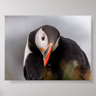 Affiche Macareux en Islande