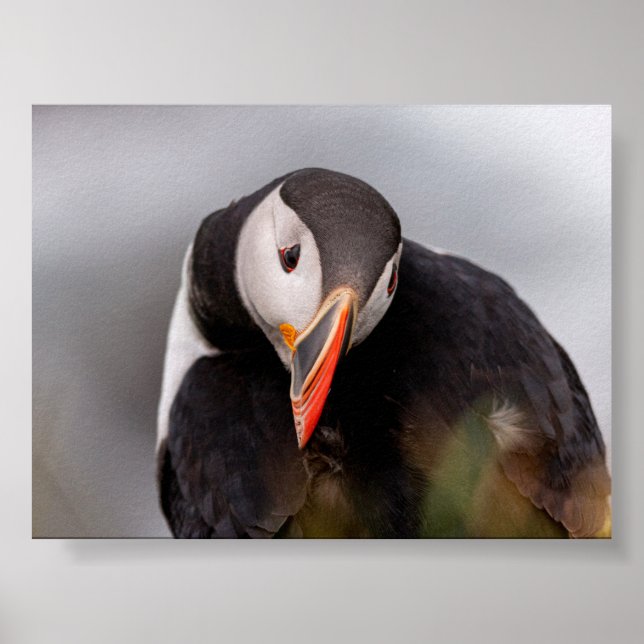 Affiche Macareux en Islande (Devant)