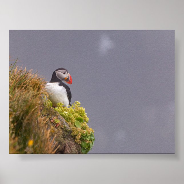 Affiche Macareux en Islande (Devant)