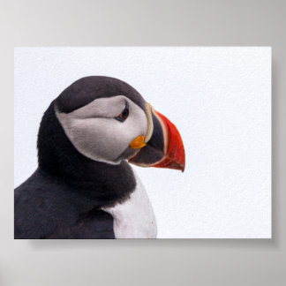 Affiche Macareux en Islande
