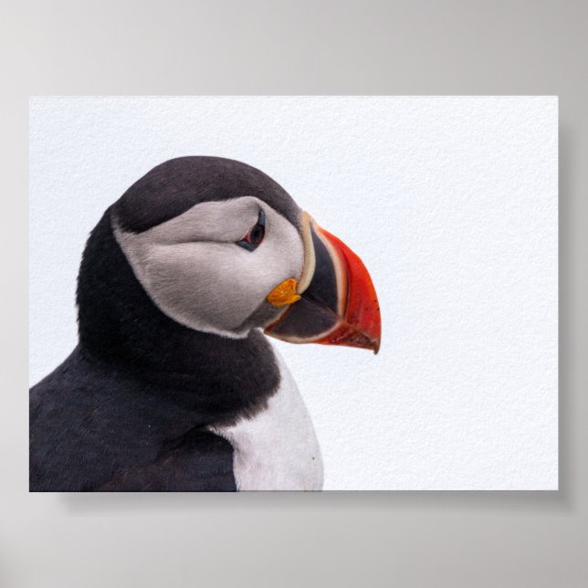 Affiche Macareux en Islande (Devant)